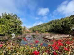 -野象谷景区