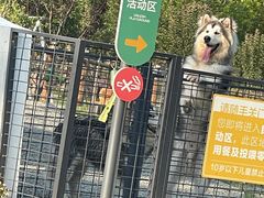 -爪吧宠物乐园·宠物泳池(温榆河示范区店)
