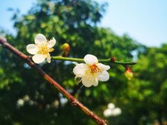 -荔枝公园(福田区)