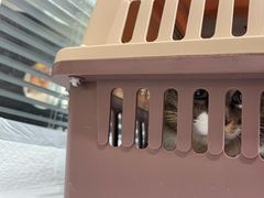 -纳吉亚猫专科动物医院(康都外科中心)
