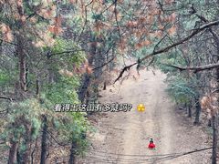 -青龙山国家森林公园