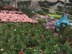 -龙大花卉苗木市场