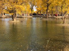 -金塔沙漠胡杨林景区