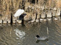 -井之头恩赐公园