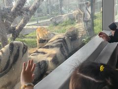 -西霞口神雕山野生动物世界