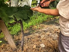 -马陆小张葡萄园农家乐