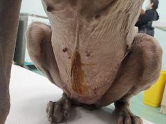 -北京观赏动物医院·24小时大型综合·猫专科·异宠专科