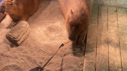 -Zoolung Zoolung动物主题公园(海信广场店)