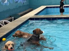 -趣玩宠物乐园寄养训犬训狗游泳池