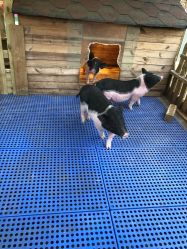 -萌宠亲子动物乐园(槐房万达店)