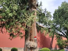 -北京市劳动人民文化宫(太庙)
