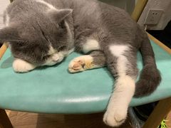 -猫色咖啡·猫咖