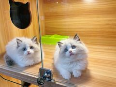 -猫十亿·布偶金渐层·曼基康矮脚猫舍(青年路店)