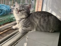 -乐琪宠物医院·犬猫专科·骨外科·急重症