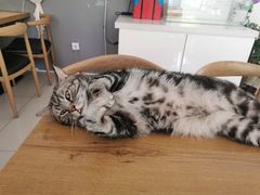 -平行世界·猫咖(首经贸店)