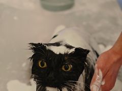 -悠尼宠物·独立低压伊珊娜洗护·美容·寄养(兰谷路店)