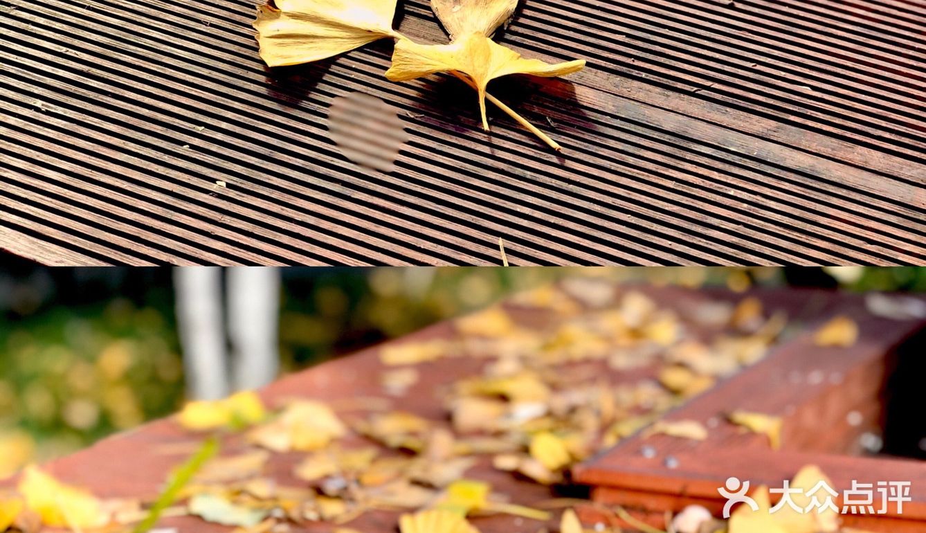 🍂🍂🍂初冬时节，寻一片金黄落叶之地