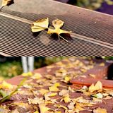 🍂🍂🍂初冬时节，寻一片金黄落叶之地