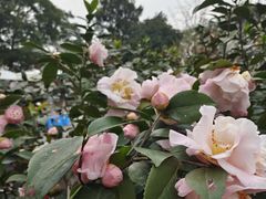 -南山植物园