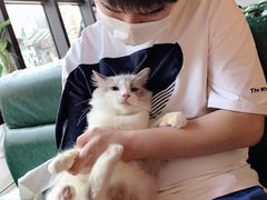 -吉丁鸟咖·异宠·寄养