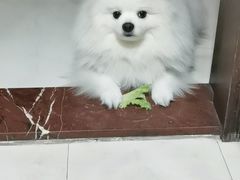 -乐琪宠物医院·犬猫专科·骨外科·急重症