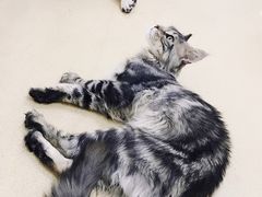 -创凡宠物医院·骨专科  猫科中心(西乡分院)