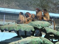 -大连森林动物园