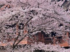 -西安青龙寺遗址景区