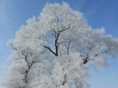 android_upload_pic-雾凇岛