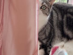 -宠颐生宠物医院·异宠猫科内科·诊疗中心宠巢店