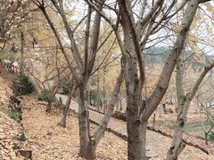 -千年银杏谷文化旅游区