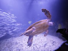 -太平洋海底世界