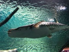 -上海海洋水族馆