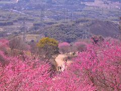 -新建村梅花