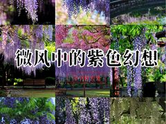 -嘉定紫藤园