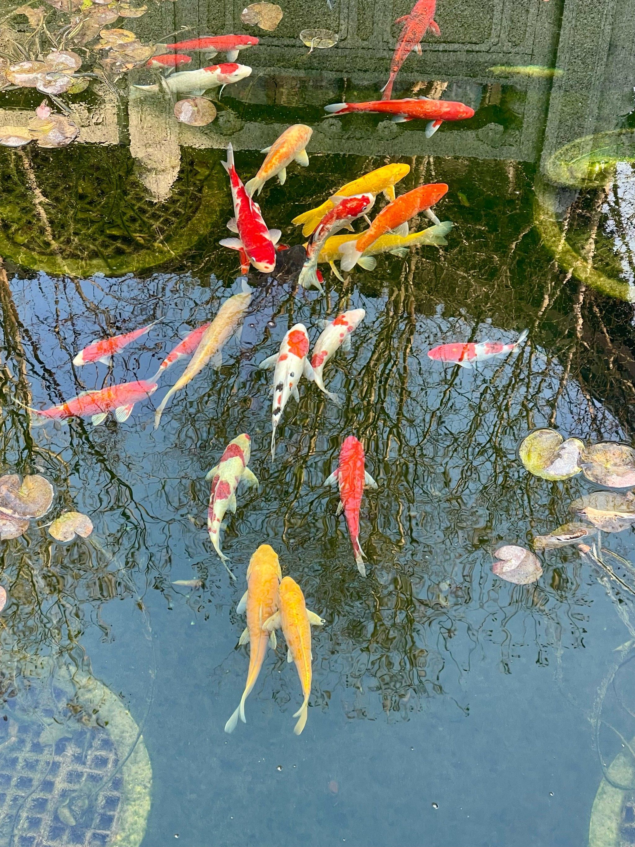 锦鲤送给大家,预祝新年好运!