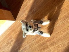 -瑞派康怡24h宠物医院·犬猫医疗中心·微创绝育(瑞景分院)