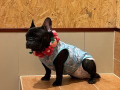 -和它·交个朋友·狗咖猫咖(爱琴海店)