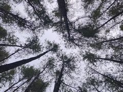-青枫公园