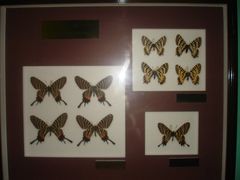 -上海昆虫博物馆