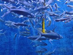 -成都浩海立方海洋公园