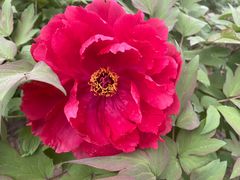 -石家庄市植物园