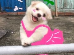 -谭鸭血老火锅(万象九宜城店)