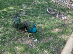 -哈尔滨北方森林动物园