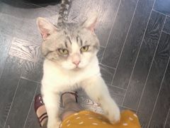 -猫色咖啡·猫咖