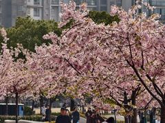 -新江湾城公园