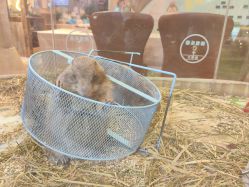 -卡通尼·Safari非洲探索乐园·生日会(金桥国际商业广场店)