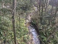 -都江堰中华大熊猫苑