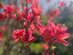 -木兰云雾山