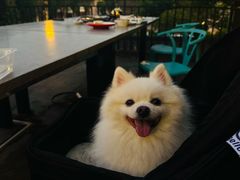 -郑猛记石岐鸽主题餐厅(长江店)